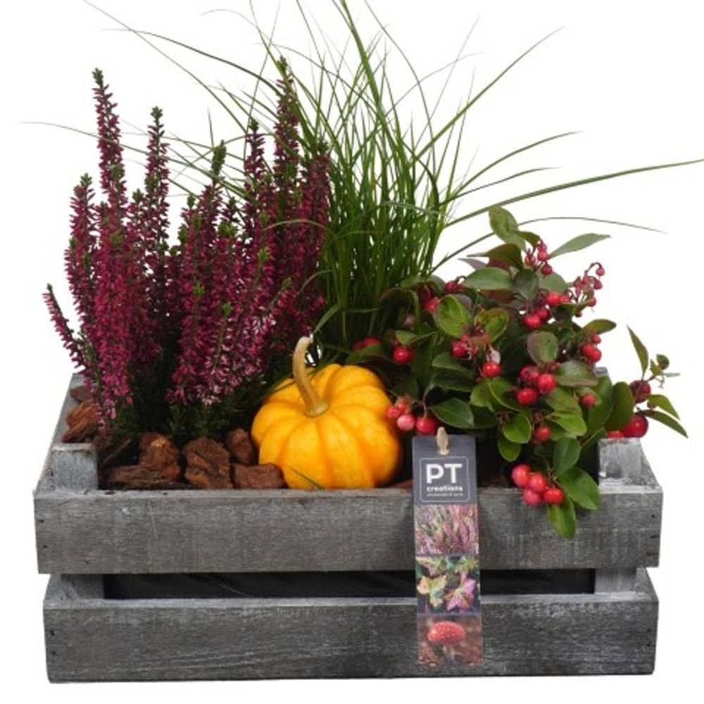 Garten.Arr PTHO4244 T30 H036