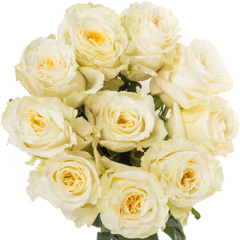 Rose creme Cream Shimmer (Ec) 70cm