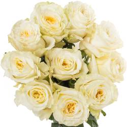 Rose creme Cream Shimmer (Ec) 70cm