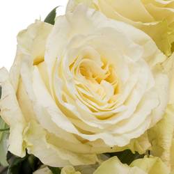 Rose creme Cream Shimmer (Ec) 70cm