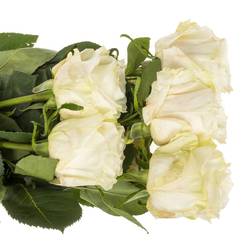 Rose creme Cream Shimmer (Ec) 70cm