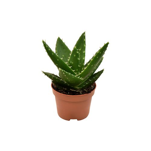 Aloë Mitriformis T06 H09