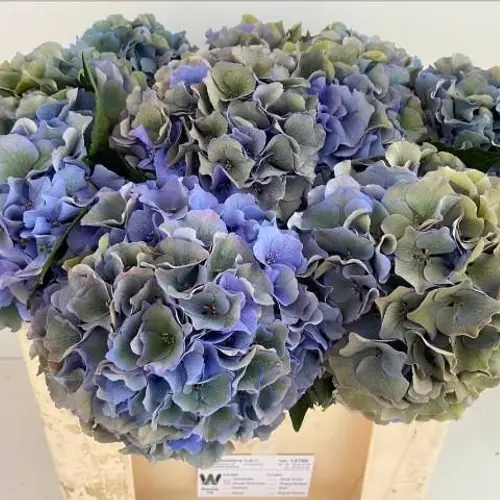 Hortensie milka/grün Palace Classic Bol 17cm 50cm