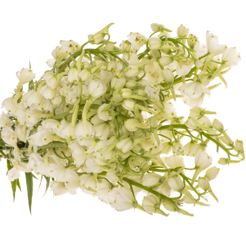 Delphinium weiss. Andes White 80cm
