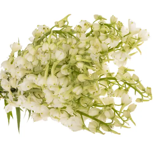 Delphinium weiss. Andes White 80cm