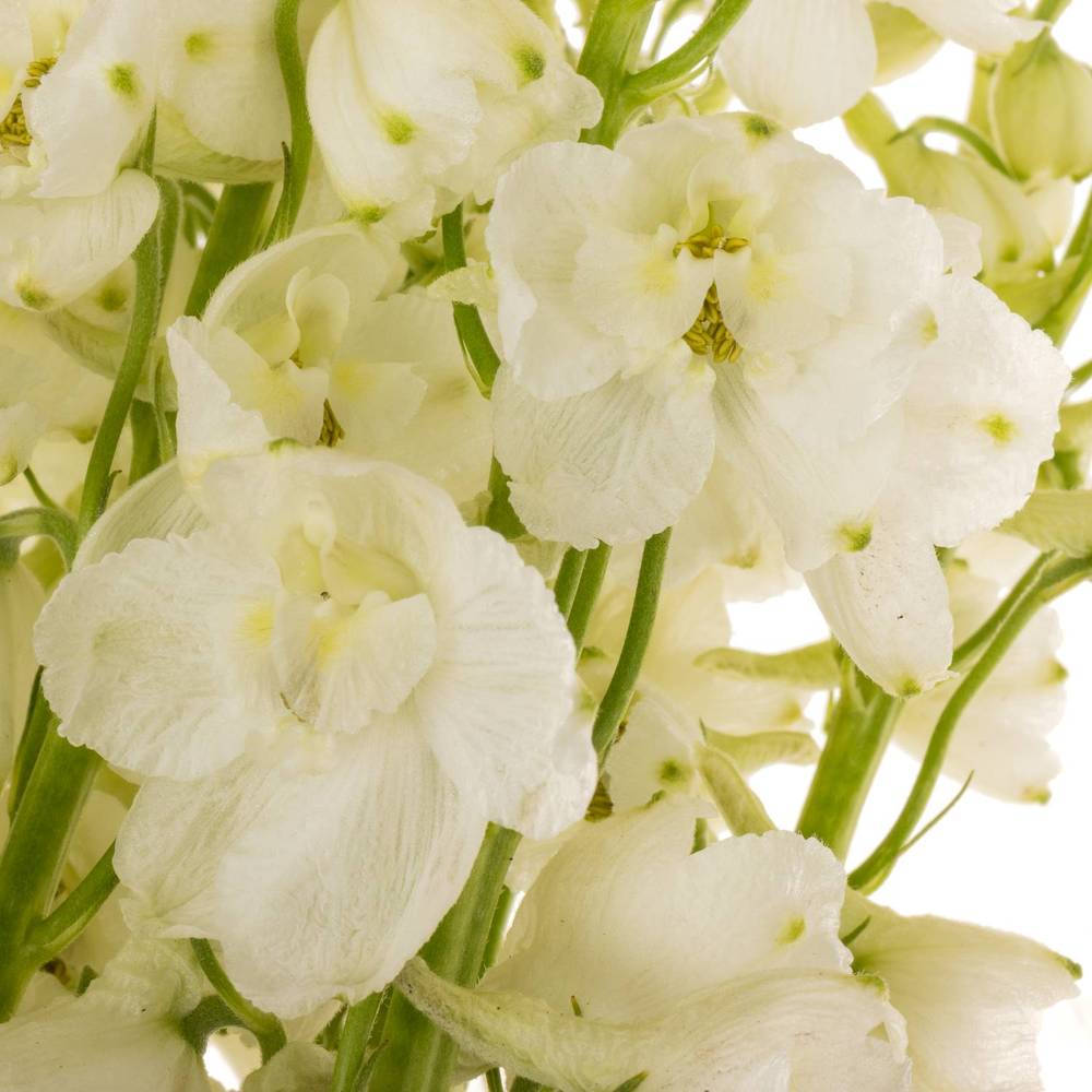 Delphinium weiss. Andes White 80cm