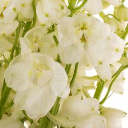 Delphinium weiss. Andes White 80cm