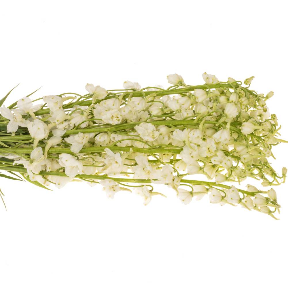 Delphinium weiss. Andes White 80cm