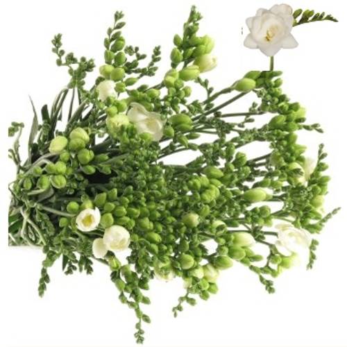 Freesie weiss gefüllt Romantic 24 Gramm