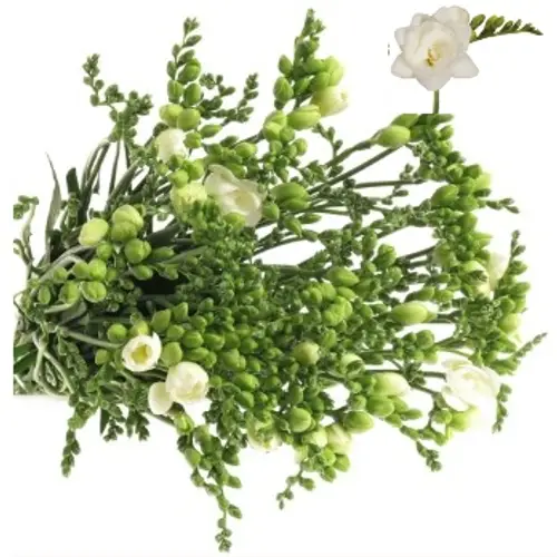 Freesie weiss gefüllt Romantic 24 Gramm