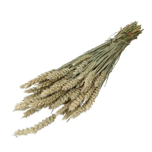 Trocken Weizen weiss L70cm