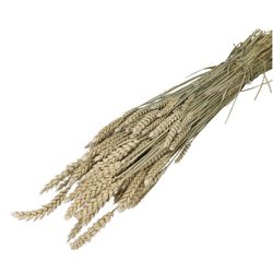 Trocken Weizen weiss L70cm