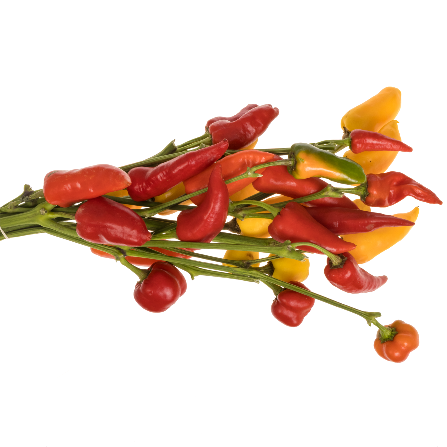 Zierpfeffer Mix 55cm