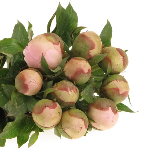 Pfingstrose hell rosa Pecher Frankreich 35cm