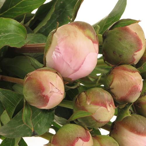 Pfingstrose hell rosa Pecher Frankreich 35cm