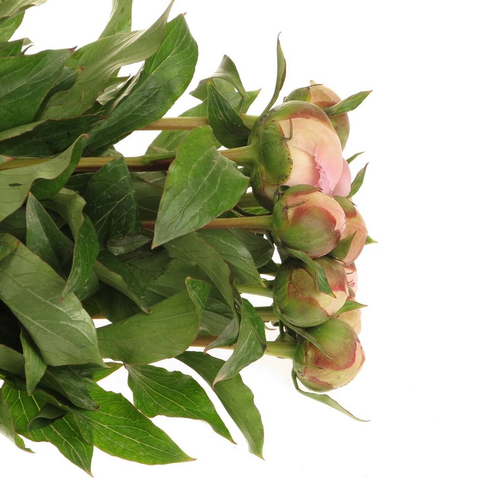 Pfingstrose hell rosa Pecher Frankreich 35cm