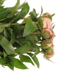 Pfingstrose hell rosa Pecher Frankreich 35cm