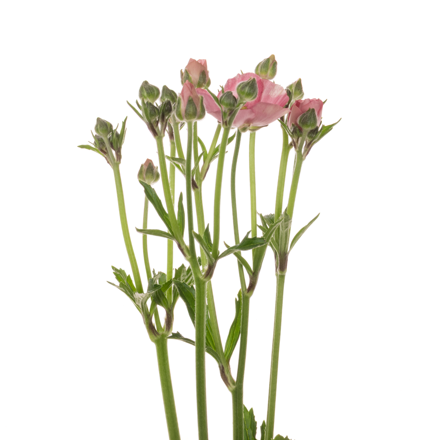 Ranunkel dunkel rosa Natura Moderna Dolce 60cm