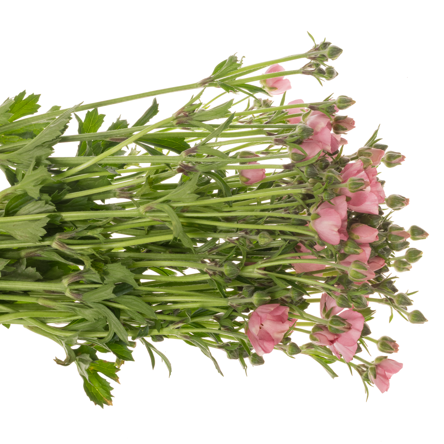 Ranunkel dunkel rosa Natura Moderna Dolce 60cm