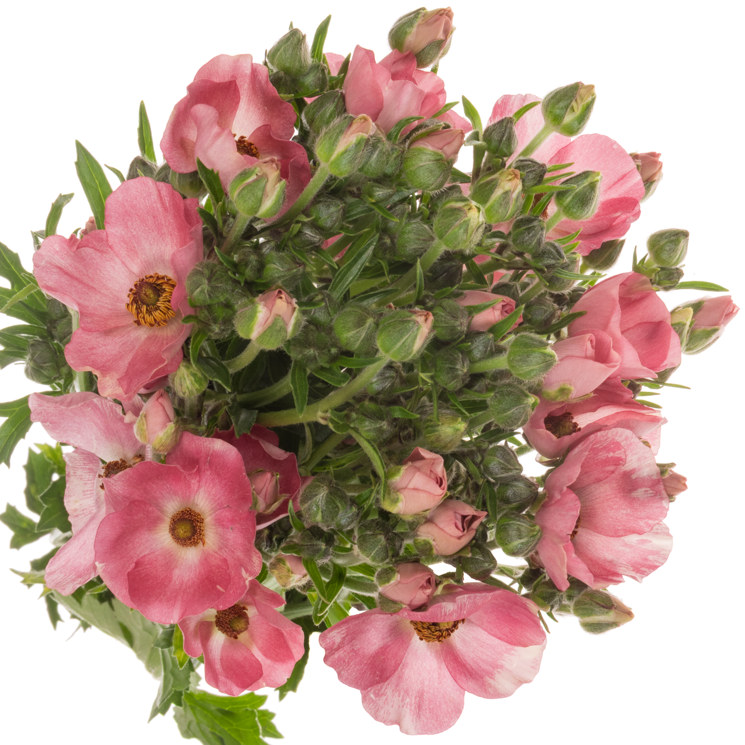 Ranunkel dunkel rosa Natura Moderna Dolce 60cm