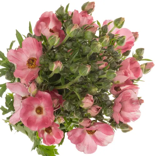 Ranunkel dunkel rosa Natura Moderna Dolce 60cm