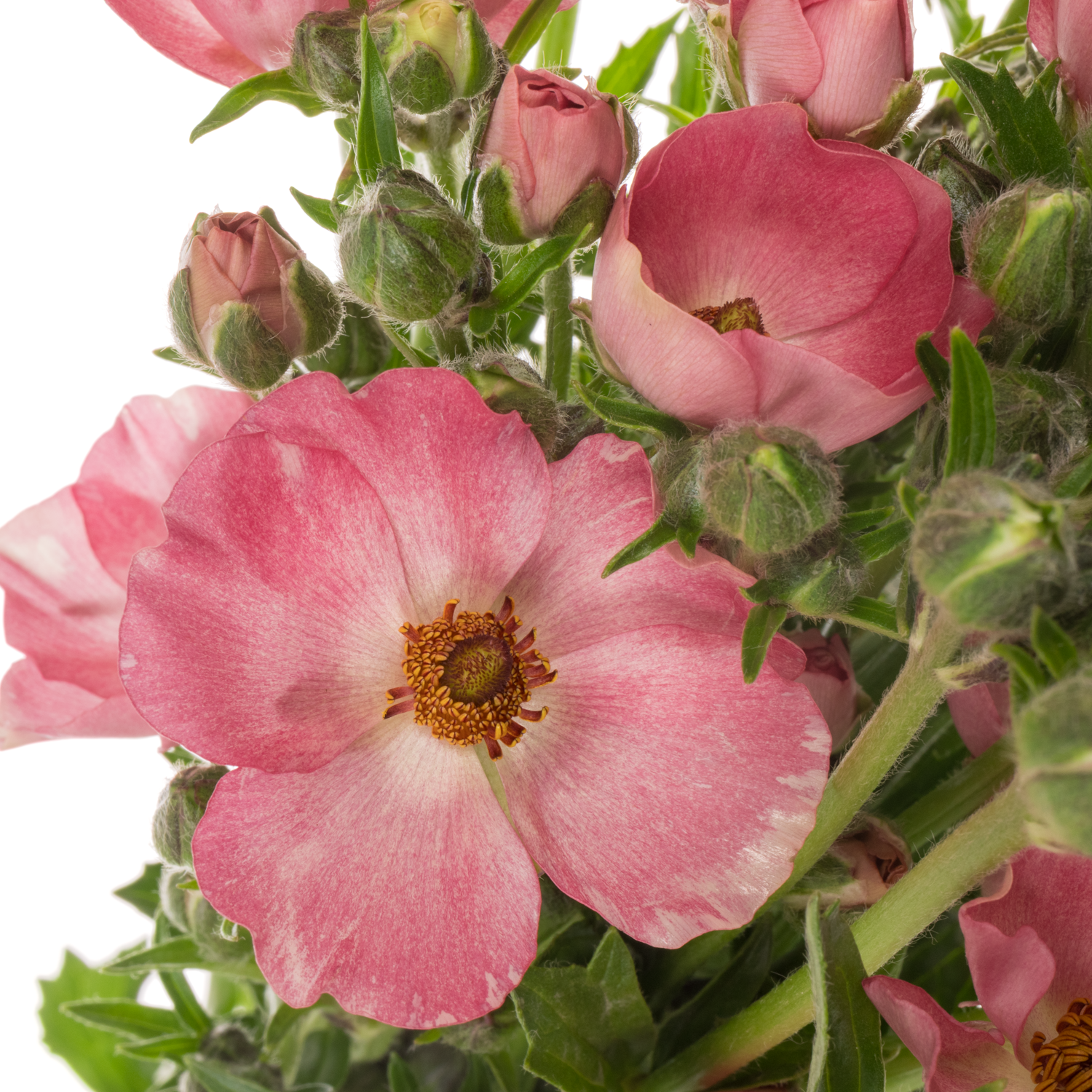 Ranunkel dunkel rosa Natura Moderna Dolce 60cm