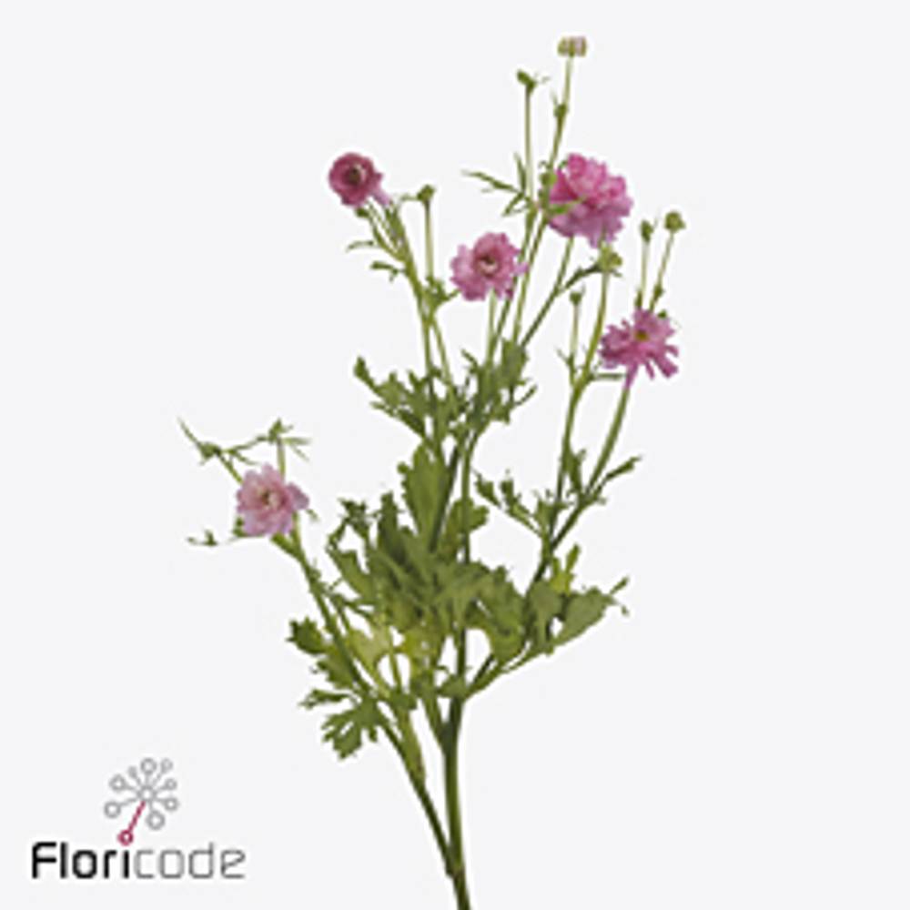 Ranunkel dunkel rosa Natura Moderna Dolce 55cm