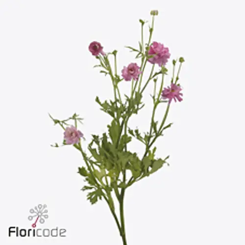 Ranunkel dunkel rosa Natura Moderna Dolce 55cm