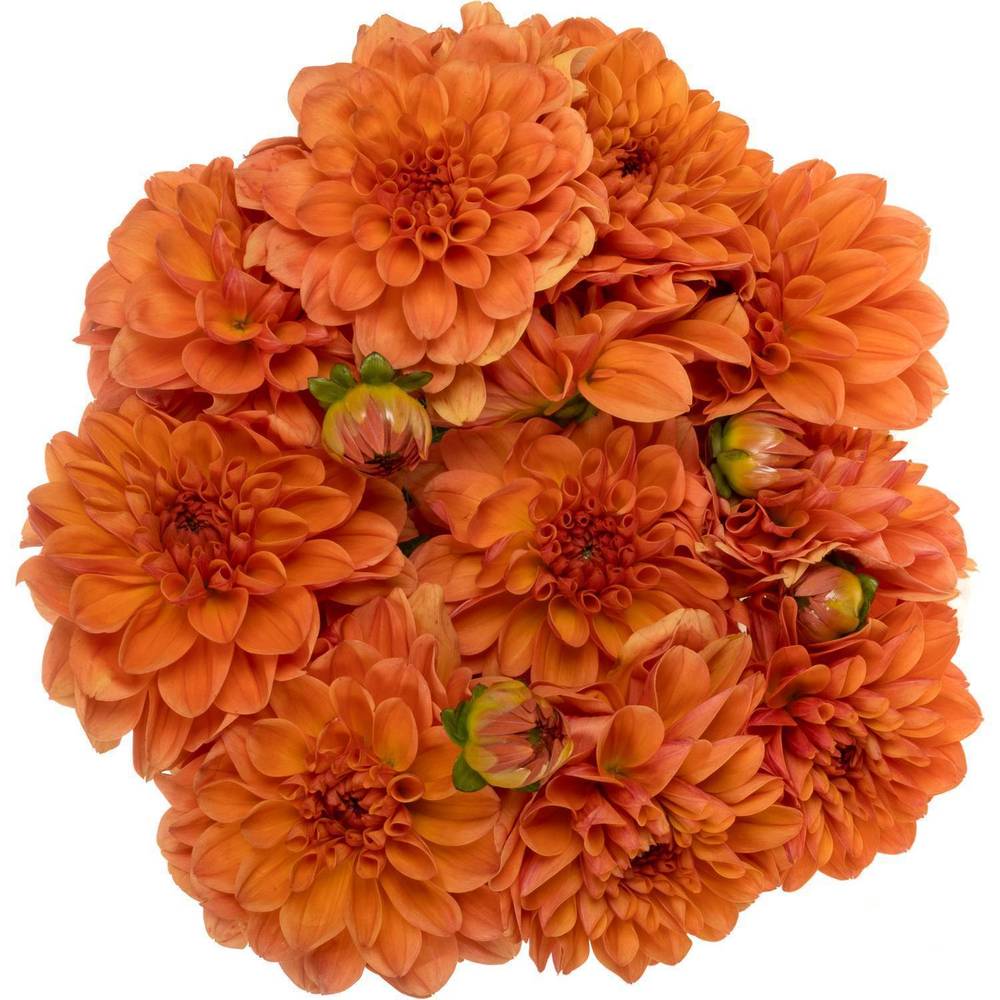 Dahlia orange 55cm