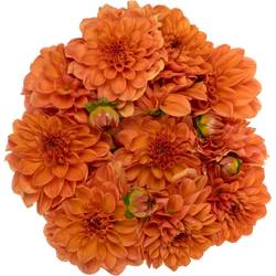 Dahlia orange 55cm
