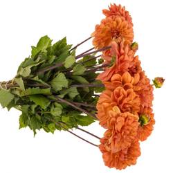 Dahlia orange 55cm