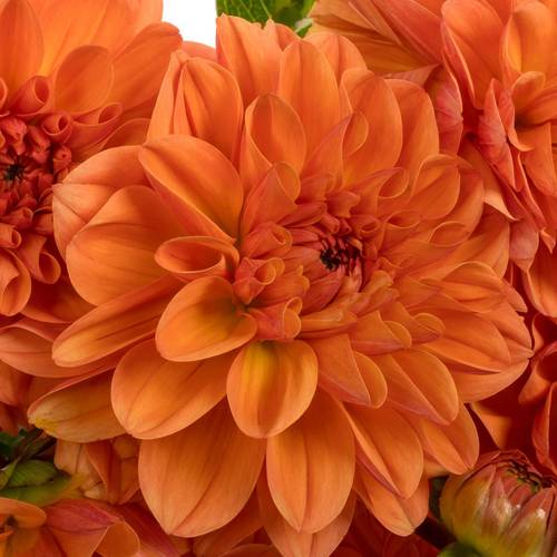 Dahlia orange 55cm