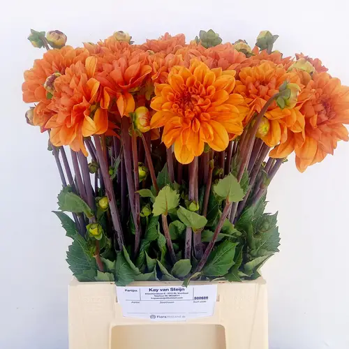 Dahlia orange 50cm