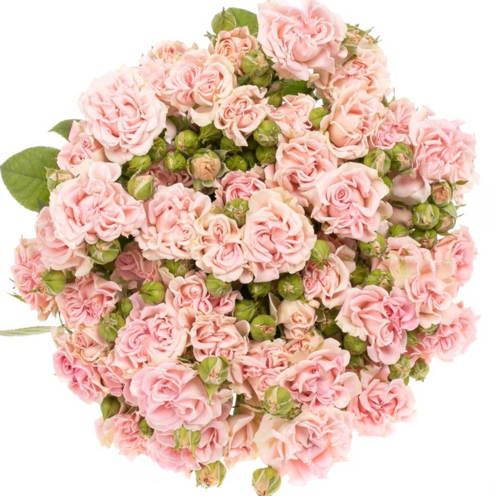 Rose verzweigt rosa Sweet Flow 7+Blüte 70cm