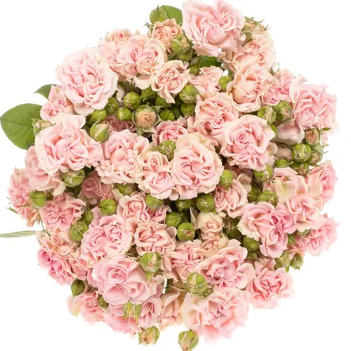 Rose verzweigt rosa Sweet Flow 7+Blüte 70cm