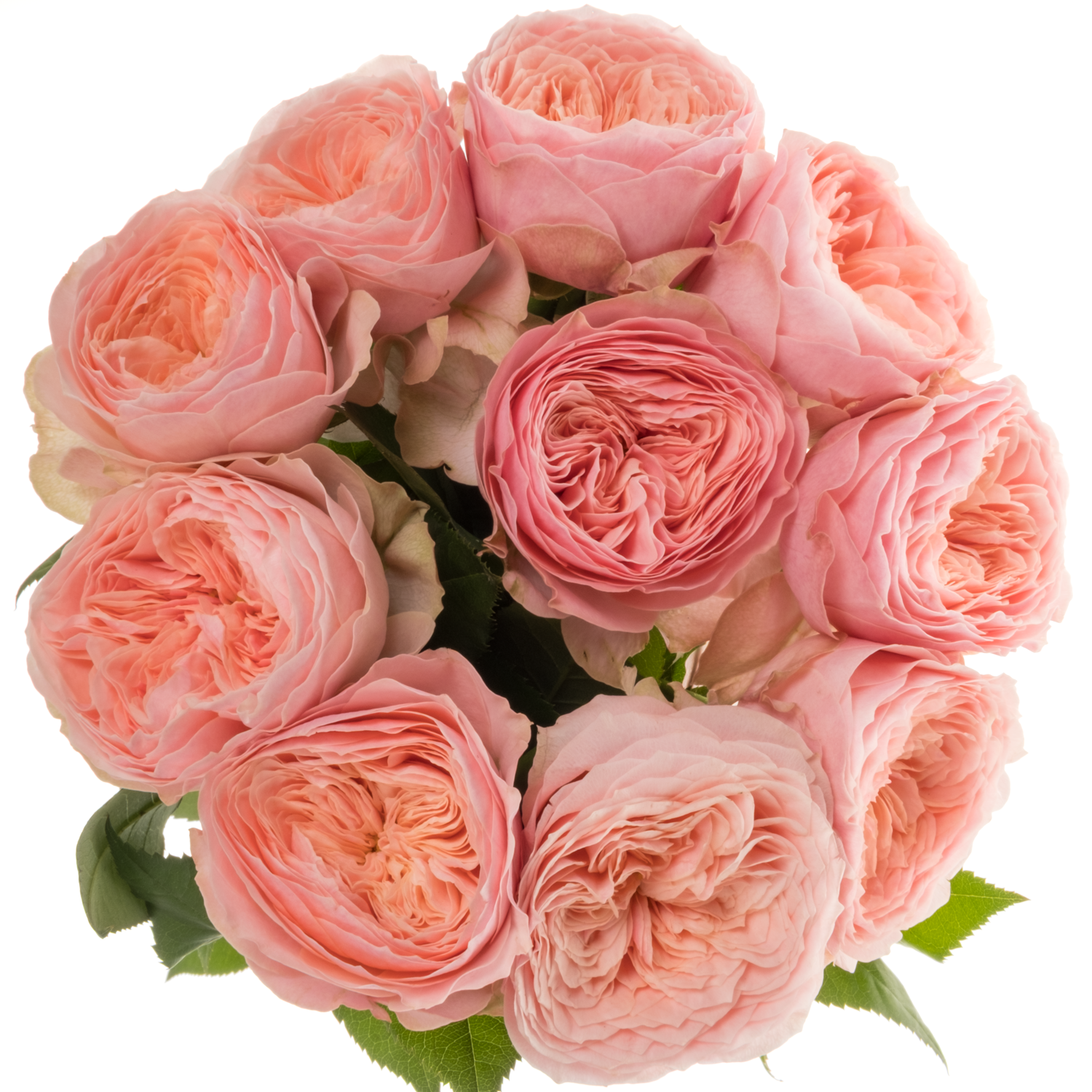Rose apricot Harper gefüllt 40cm