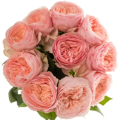 Rose apricot Harper gefüllt 40cm