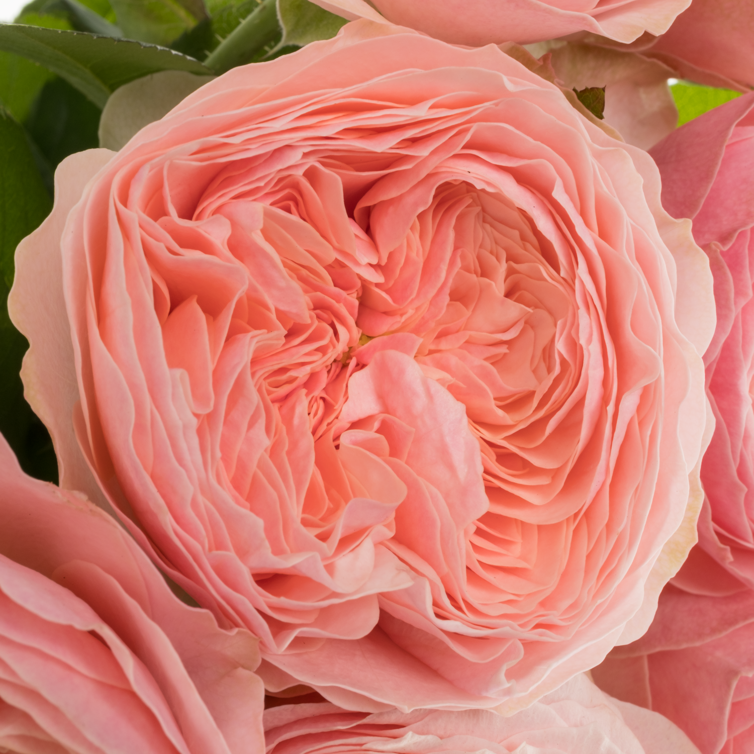 Rose apricot Harper gefüllt 40cm