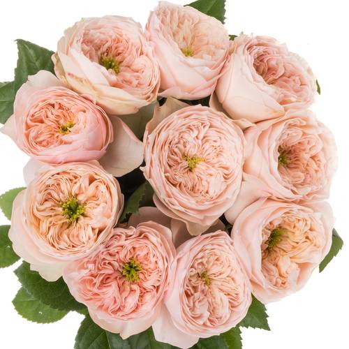 Rose lachs Harper gefüllt 40cm