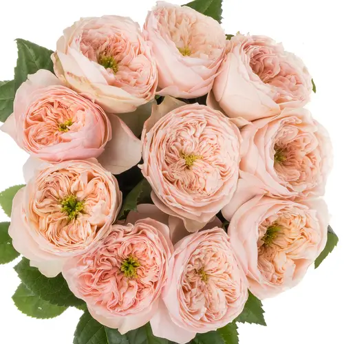 Rose lachs Harper gefüllt 40cm