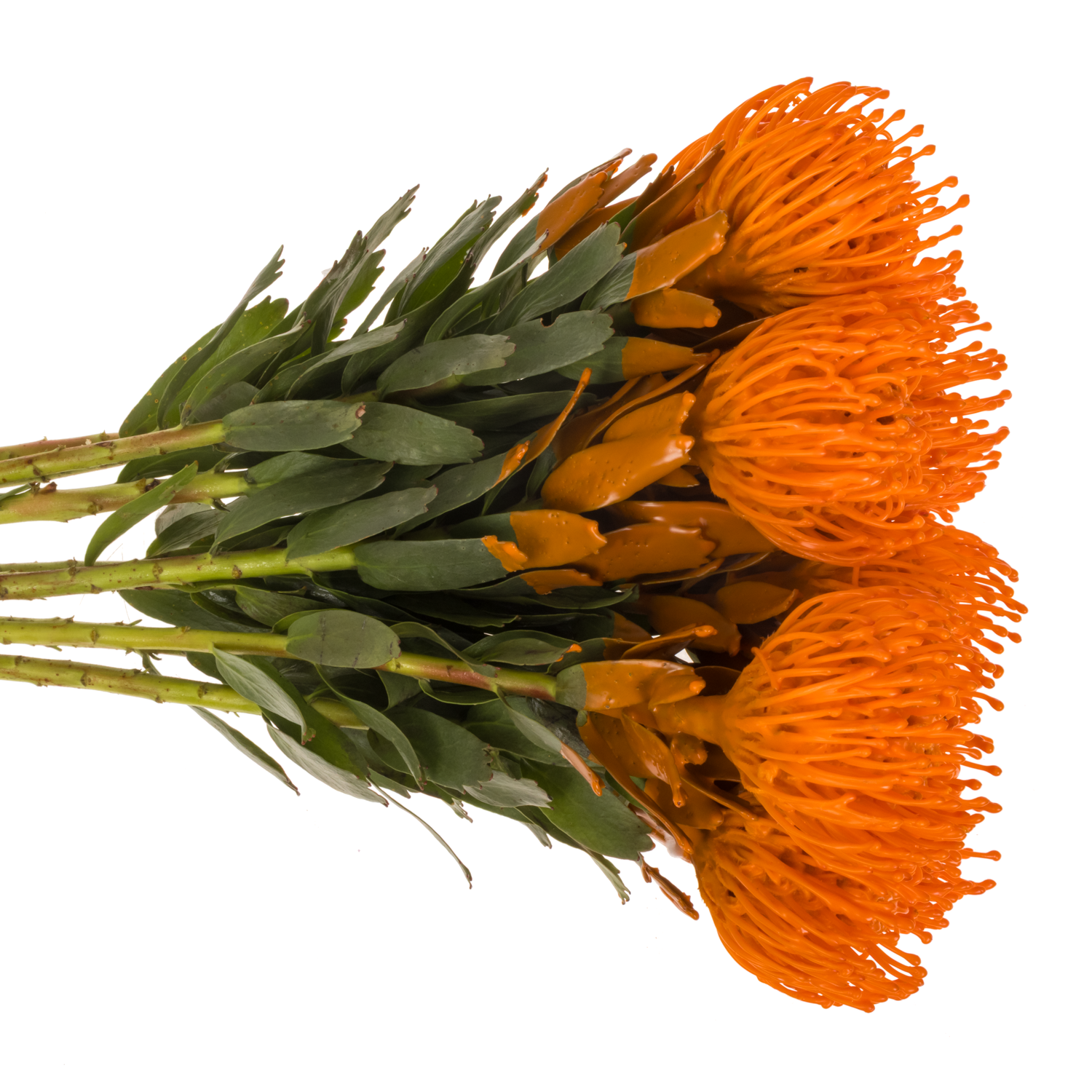 Nutans orange Wachs 60cm