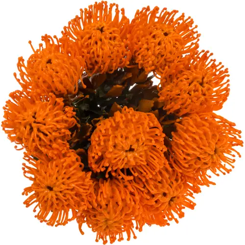 Nutans orange Wachs 60cm