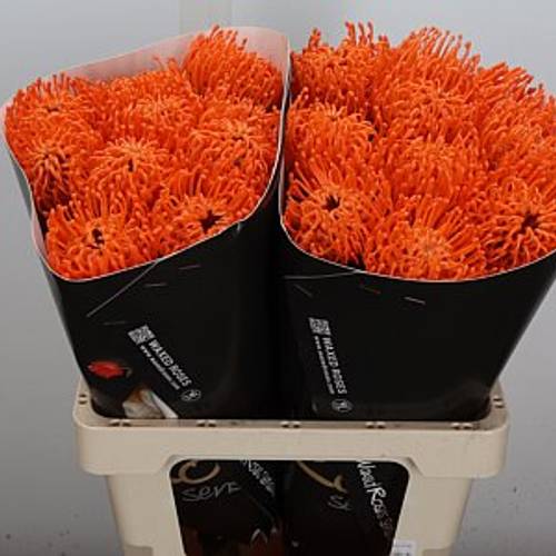 Nutans orange Wachs 60cm