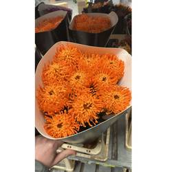Nutans orange Wachs 60cm