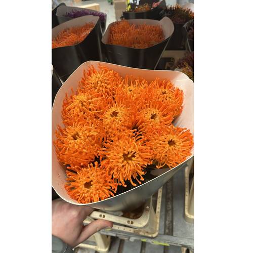 Nutans orange Wachs 60cm