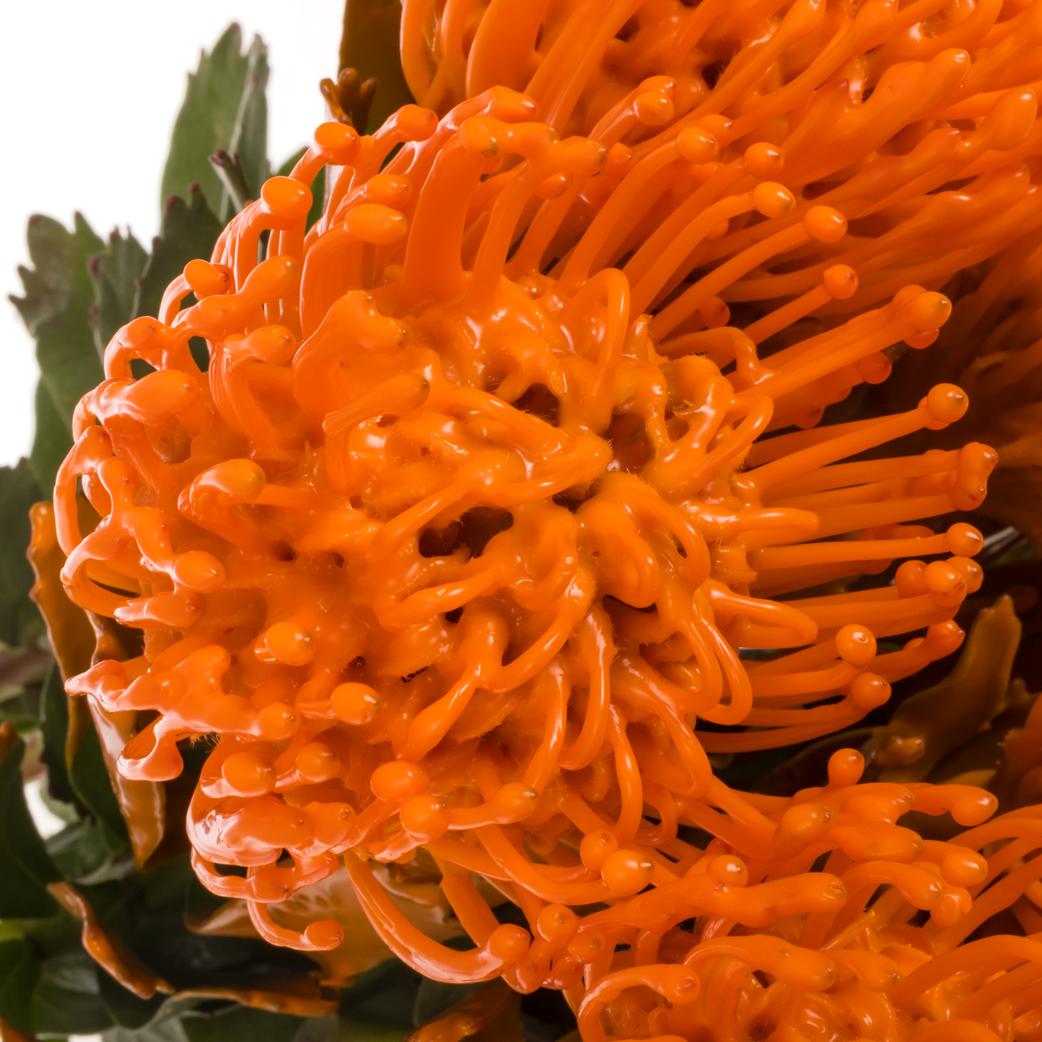 Nutans orange Wachs 60cm