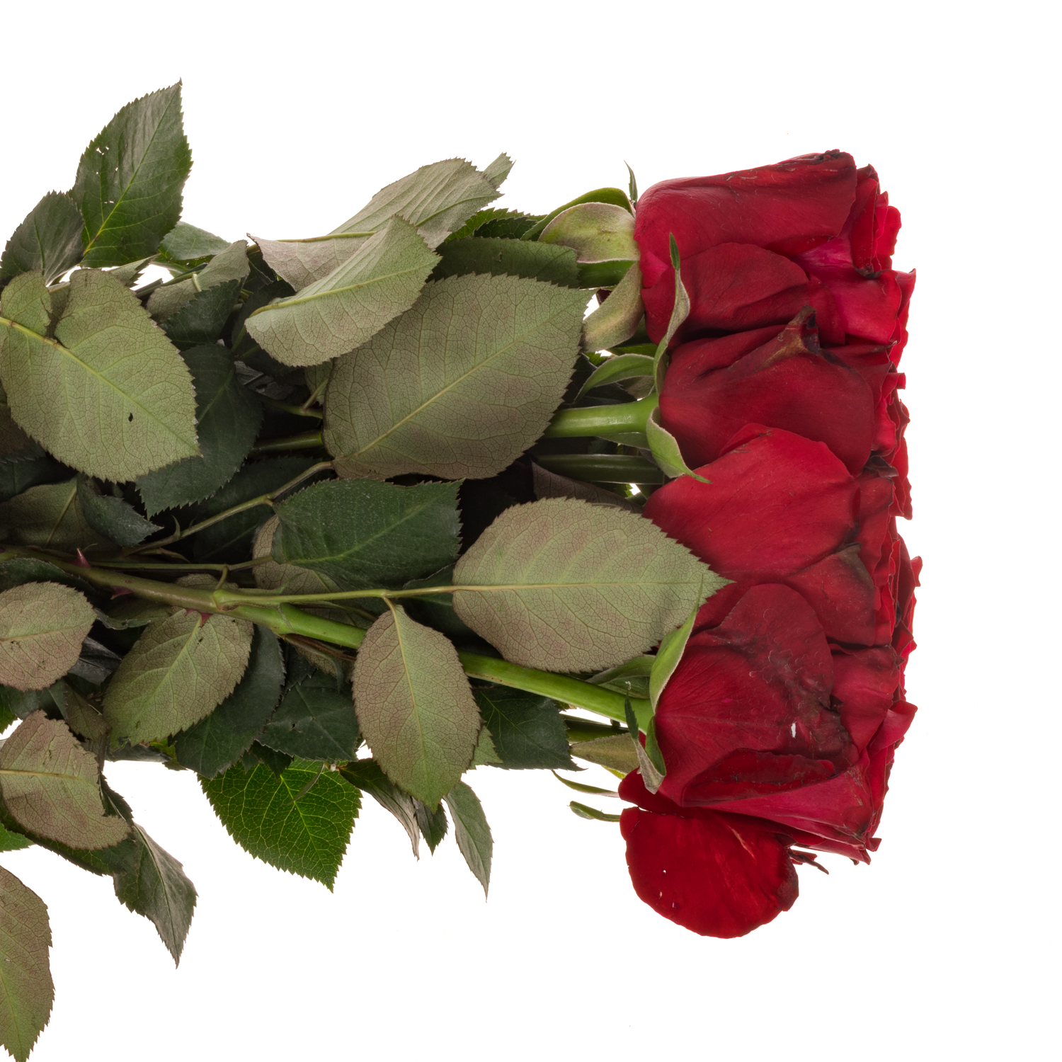 Rose rot Lady Killer 50cm