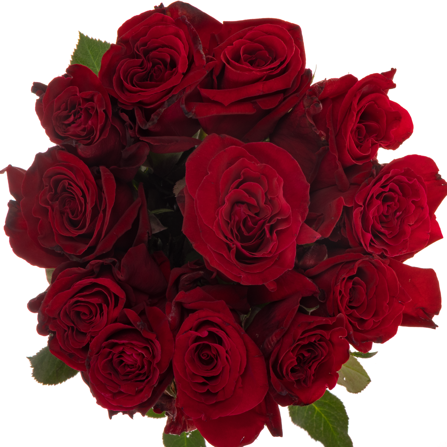 Rose rot Lady Killer 50cm