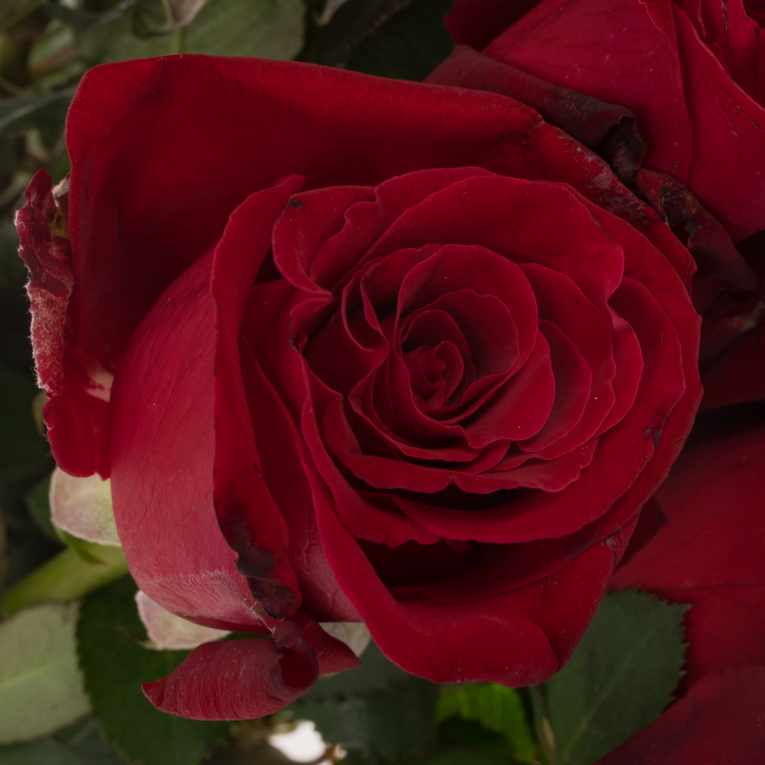 Rose rot Lady Killer 50cm