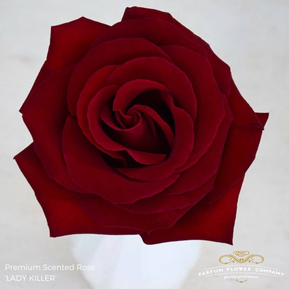Rose rot Lady Killer 50cm